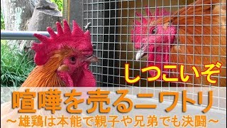 喧嘩を売るニワトリ～名古屋コーチン雄鶏は本能で親子や兄弟でも決闘～