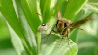 ハエトリグモがセセリチョウに襲いかかるスローモーション動画