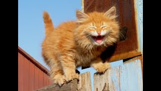 😺 Наглые рыжие коты! 🐈 Смешное видео с котами и котятами для хорошего настроения! 😸