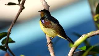 นกกินปลีคอสีน้ำตาล Brown-throated Sunbird (4K)