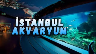 Istanbul Aquarium: The Mysterious Underwater World! 🐠🌊