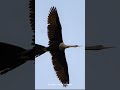 trevor’s birding tier list episode 24 anhinga