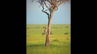 Leopards are the strongest climbers among big cats, often carrying prey up onto trees