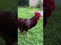 country pimp rooster 🐔 shorts