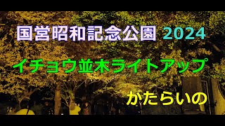 国営昭和記念公園 2024かたらいのイチョウ並木ライトアップ