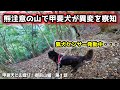 熊が出没する山で甲斐犬が異変を察知・・・山登りで見せる狩猟本能【犬と登山：御前山編　第１話】