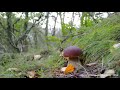 Boletus edulis. TIMELAPSE.