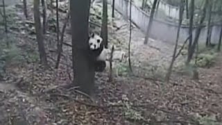 Terrified pandas panic as earthquake hits China: CCTV