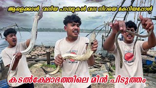 പാമ്പുകൾ വല നിറയെ കേറിയപ്പോൾ /When the net was full of snakes