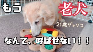 老犬ダックス！知育おもちゃで遊ぶ☆うちの子IQ高め？