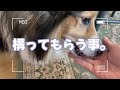 【シェルティ】犬がよくするアレ【フランス田舎暮らし】