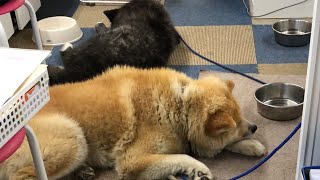 秋田犬会館配信！