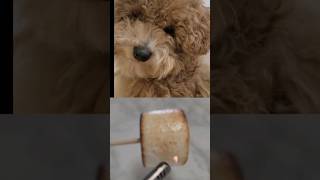 댕댕이의 무모한 요리 (이상과 현실 ) #shorts #dog #food #funny #cutedog #강아지