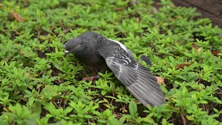 灌木の上でもがく鳩　NikonZ9 4K動画