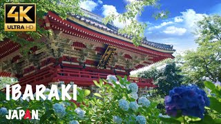 【4K UHD】 -Japan Walk- Amabiki Kannon and Hydrangea Festival Sometimes Ducks/Ibaraki