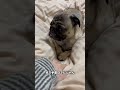 挟まって抜けないパグwww ぱぐち dog pug マヌケ舌 ペット パグ 犬のいる暮らし