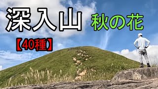 深入山【秋の花40種】