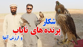 گزارش نظری، از شکارچییان در دشت های ولایت بلخ .Afghanistan -Balkh