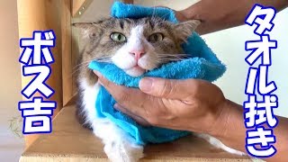 絞りタオルでさっぱりしたボス猫　Boss Cat cleaned with a wet towel