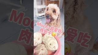 狗狗Mocha超爱吃肉包子｜my dog loves to eat meat buns 😋 #life #生活 #dog