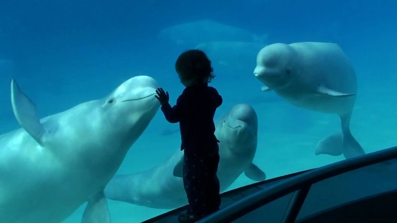 Carter Loves The Belugas At Marineland - YouTube