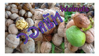 เก็บวอลนัทฟรี สดๆใหม่ๆจากต้น Walnuts (le Noci) #วอลนัท #walnuts #ธัญพืช ถั่ววอลนัท