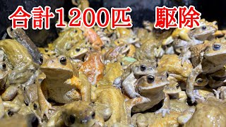 外来種のヒキガエルを1200匹駆除したら大変なことになった