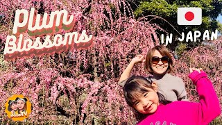 PLUM BLOSSOMS (Weeping plum-trees) in JAPAN| しだれ梅 結城神社｜ Filipino-Japanese Family| MaiJetTV