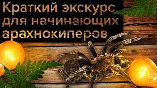 🕷 Краткий экскурс для начинающих арахнокиперов