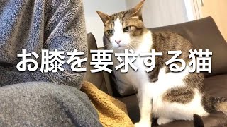 お膝を要求する猫