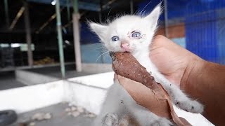 EXTREME HUNGER!  KITTEN WHO RESORTED TO EATING CARDBOARD BECAUSE EXTREME HUNGER