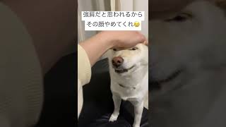 撫でればチョロい #白柴 #犬 #柴犬 #shorts