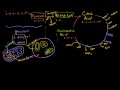 Krebs  citric acid cycle  Cellular respiration  Biology  Khan Academy