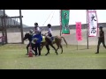 比川小運動会　ヨナグニウマの乗馬演技 2014