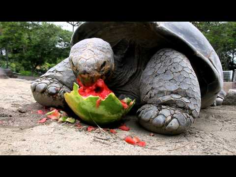 What eats Galapagos tortoise?