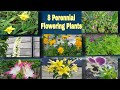 8 Perennial Flowering Plants/ Most Recommended Flowering Plants to Grow/ Flowers in My Garden