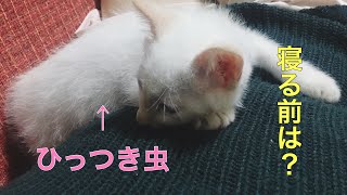 [保護子猫]やんちゃ盛りな子猫の夜寝る前のルーティンが面白かわいい！