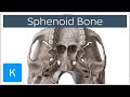 Sphenoid Bone - Definition, Location & Function - Human Anatomy | Kenhub