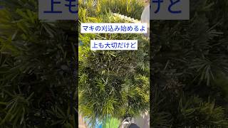 【槙の刈込み】仕上げに下面も確認して#庭師のVlog #一級造園技能士