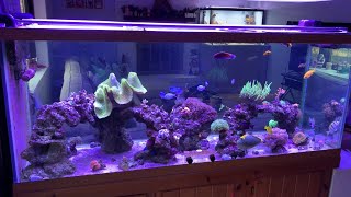 Reef Brite 50/50 lumi lite led review