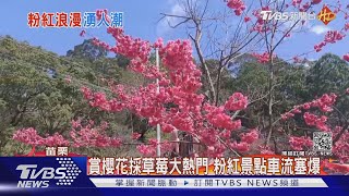 賞櫻花採草莓大熱門 粉紅景點車流塞爆｜TVBS新聞