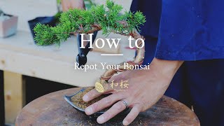 Bonsai for Beginners: How to Repot a Bonsai Tree || Wazakura Japan