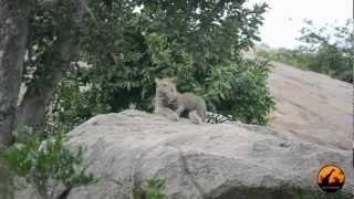 Leopard Mother and Cub - 11 January 2013 - Latest Sightings