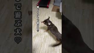 猫じゃらしで遊ぶ犬 #shorts #チワワ #猫に育てられた犬