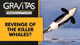 Gravitas: Scientists suggest Killer Whales are teaching each other to sink ships