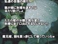 義兄嫁『そういえば遺産分けって』