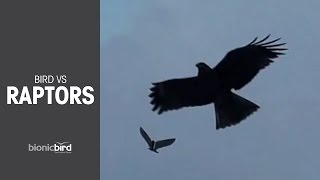 Raptors!