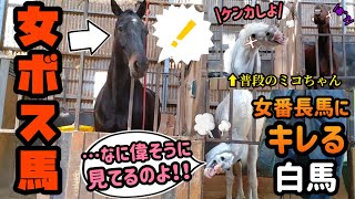 誰にでもケンカを売る白馬が女番長馬に喧嘩を売ってしまった結果がコチラ【ツルマルボーイ様のシモベ】