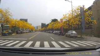 2015 03 07太順路 黃花風鈴木