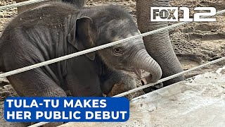 Tula-Tu makes her public debut at the Oregon Zoo